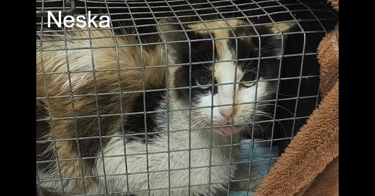 Having undergone surgery <i>for</i> several tumours, Neska needs a pick-me-up!
