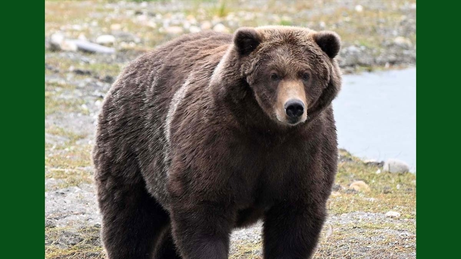 Fat Bear Week competition in full swing at an Alaska national <i>park</i>