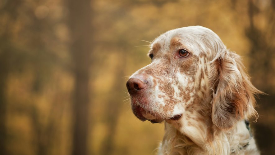 Condamné pour avoir jeté son chien vivant à la <i>poubelle</i>, il pourra finalement reprendre un animal...