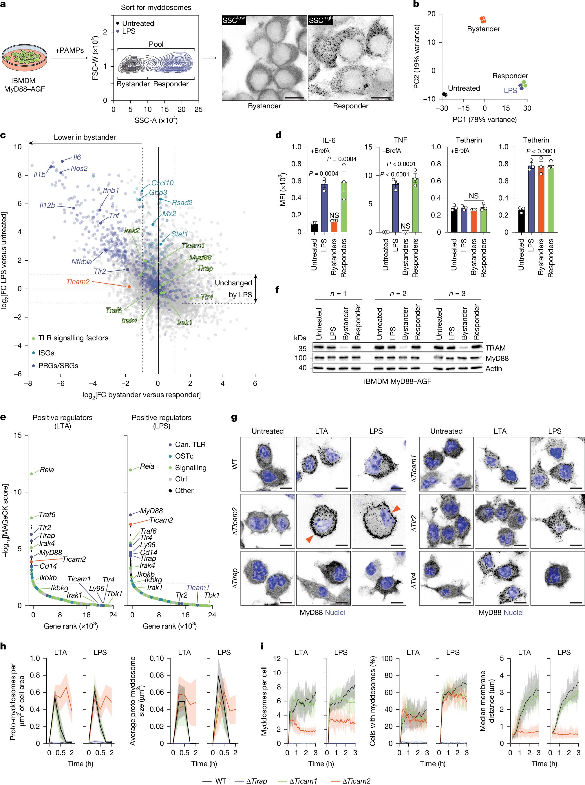 <i>TRAM</i> promotes Toll-like-receptor-free myddosome signal transduction