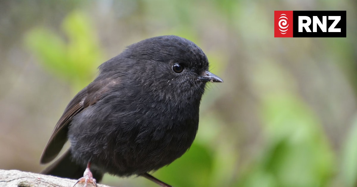 <i>Black</i> robin bucks shy tag to take Bird of the Year 2026