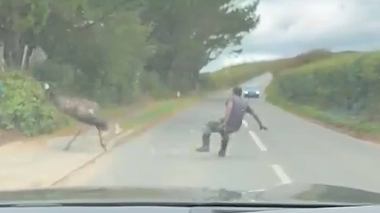 Video | Ontsnapte emoe geeft <i>man</i> kopstoot bij vangpoging